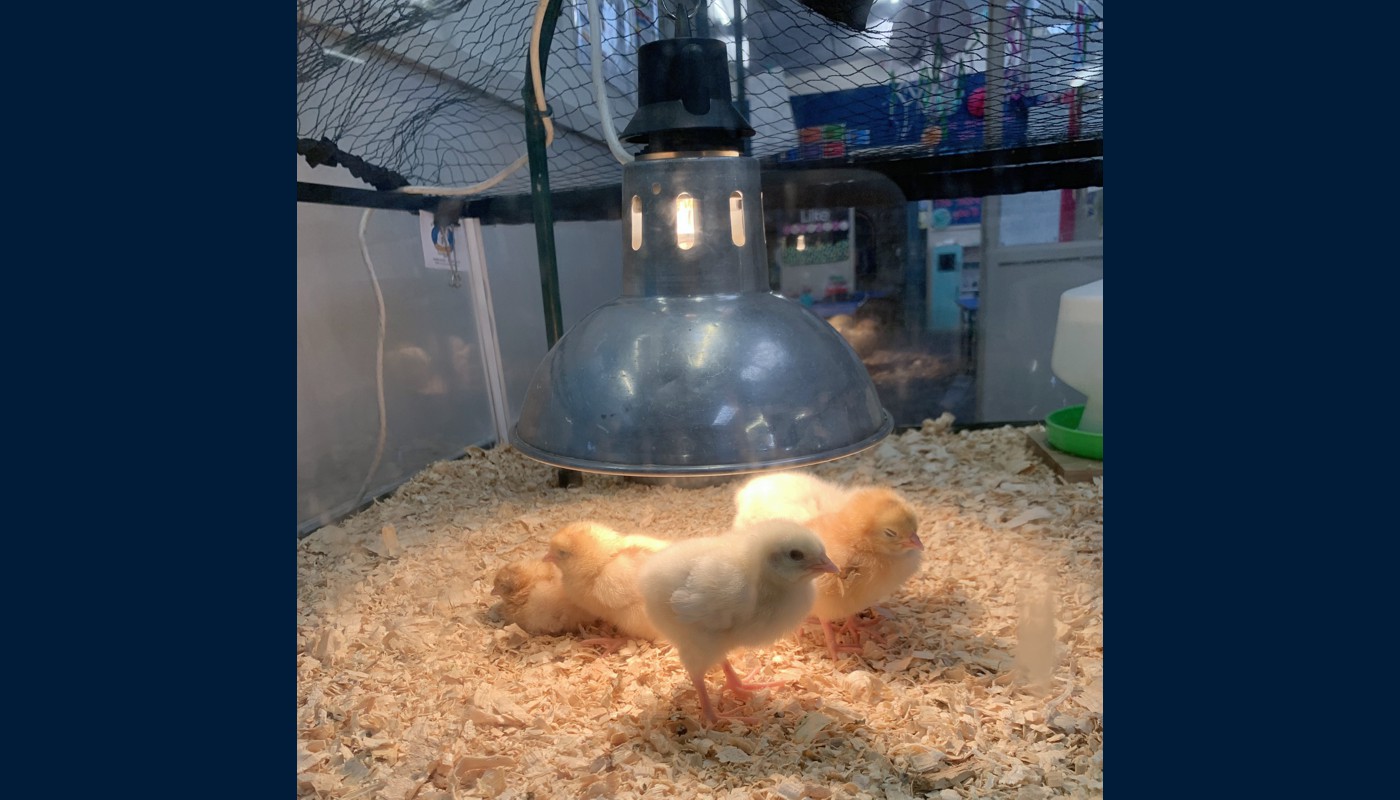 2021 Henny Penny Hatching
