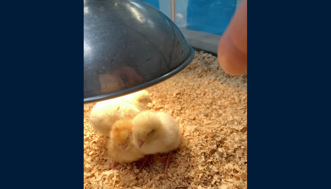 2021 Henny Penny Hatching