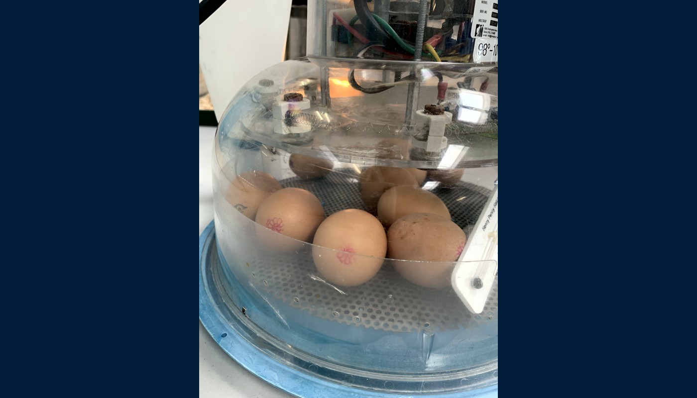 2021 Henny Penny Hatching