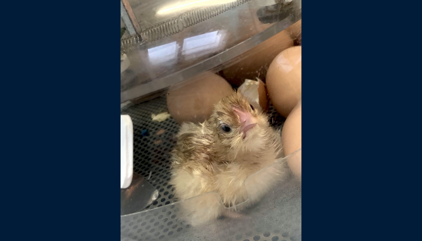 2021 Henny Penny Hatching