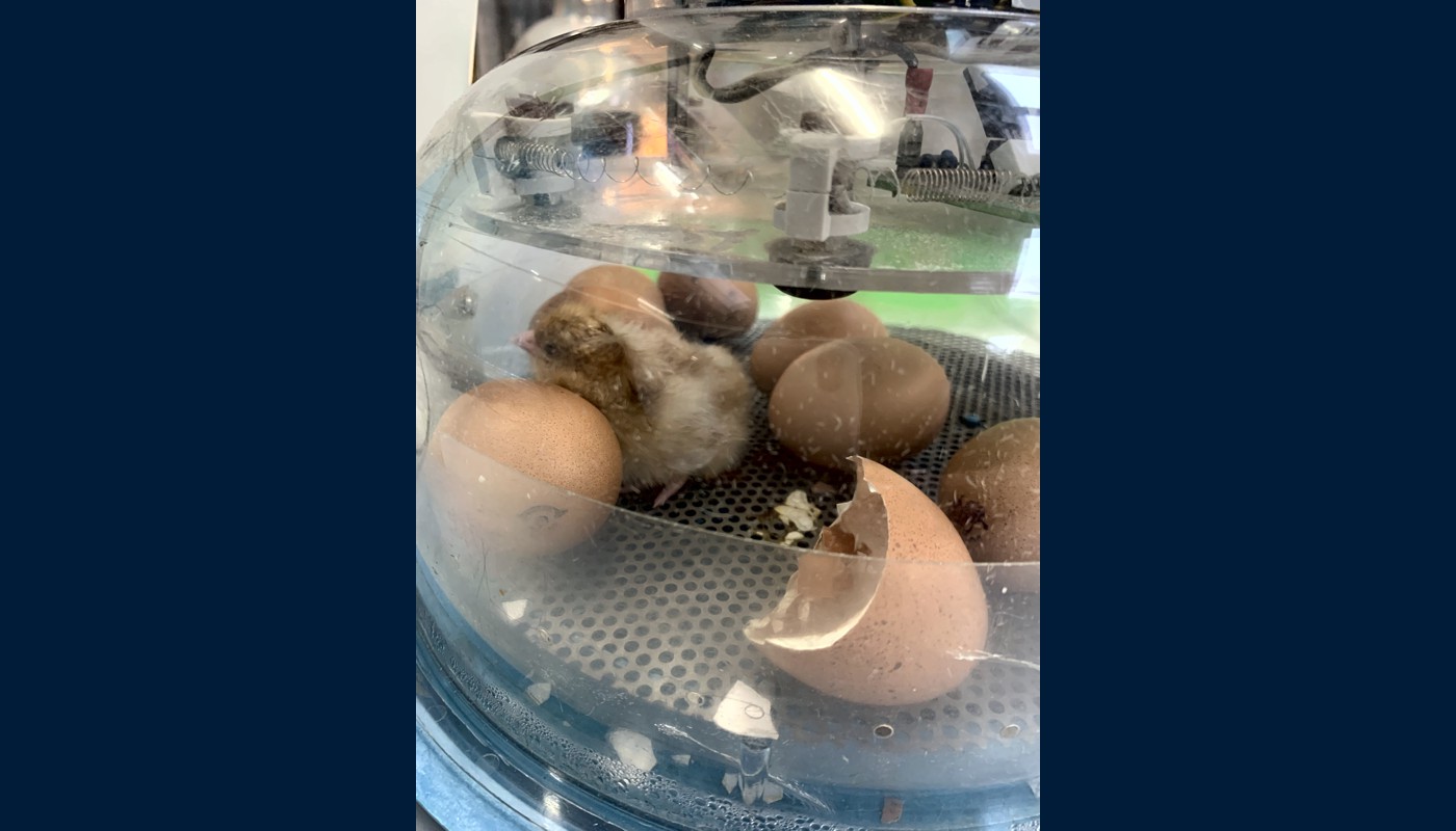 2021 Henny Penny Hatching