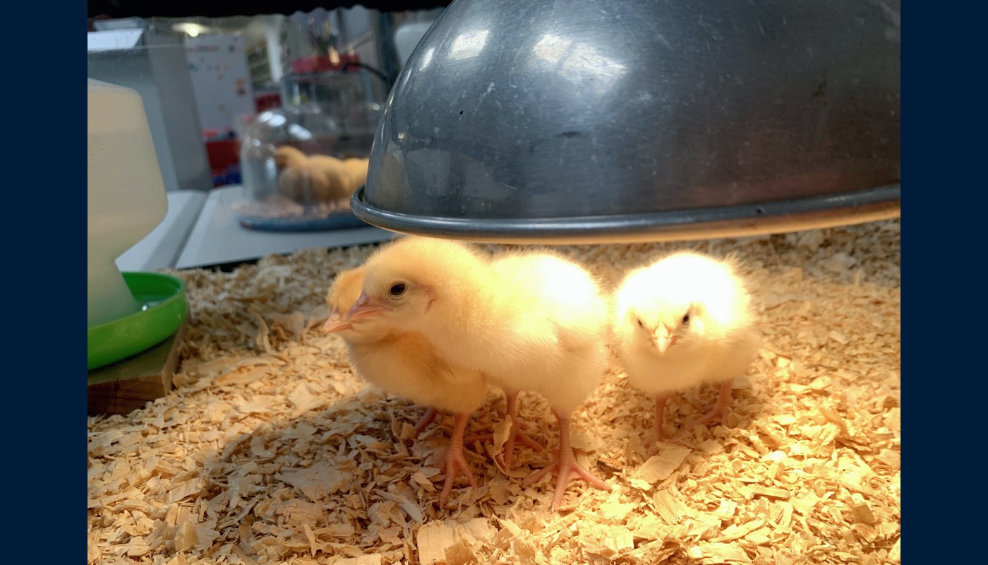 2021 Henny Penny Hatching